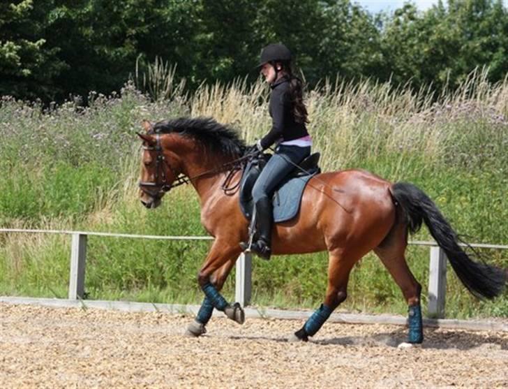 Anden særlig race Villiza RIP - Dressur juli 09 Foto: mie billede 3