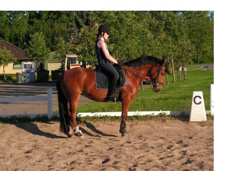 Anden særlig race Villiza RIP - Dressur undervisning, sommeren 08. billede 6