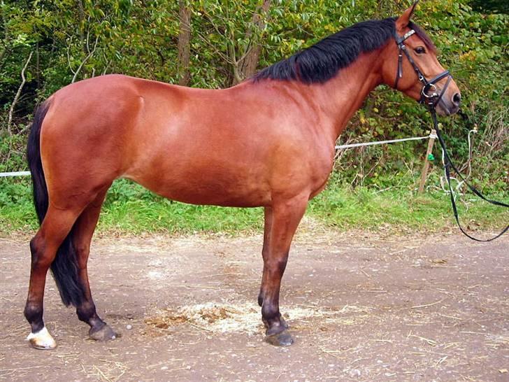 Anden særlig race Villiza RIP - opstillingsbillede. billede 7