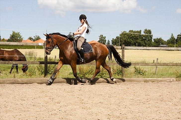 Anden særlig race Villiza RIP - Træning, sommeren 2010 billede 8