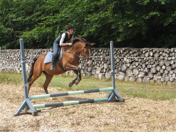 Sportsaraber (A) Shahs Poseidon Dihantho - Wee... 2. gang vi hopper over et lille spring. Han skal nok blive en fin springhest :oD billede 5