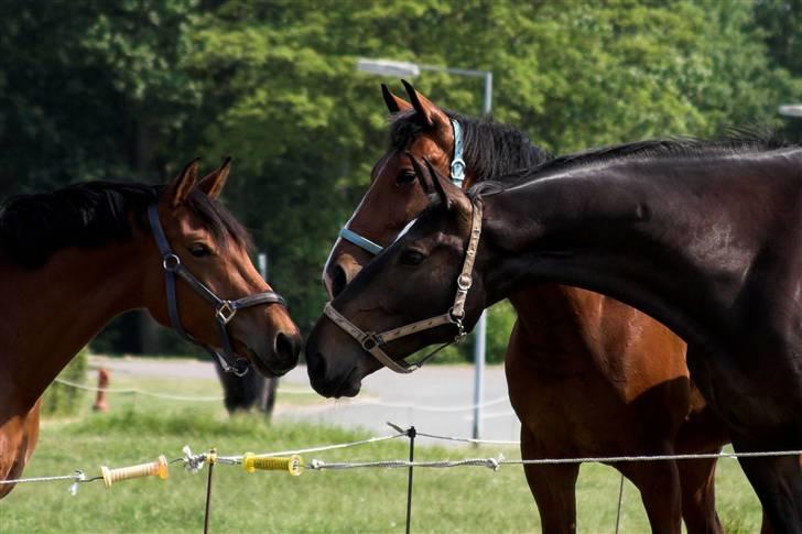 Anden særlig race Villiza RIP - Villiza på mark. billede 12