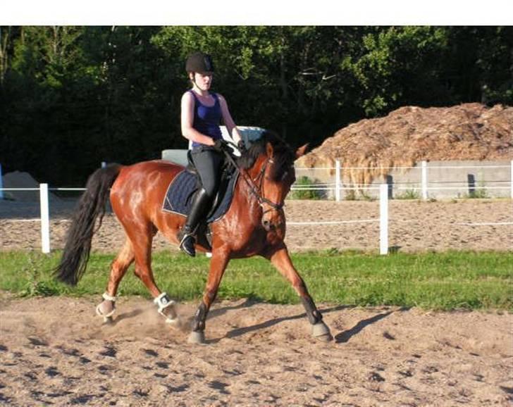 Anden særlig race Villiza RIP - Dressur undervisning, sommeren 08. billede 14