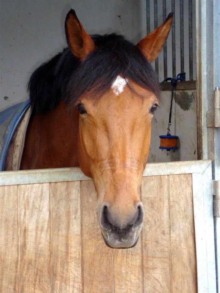 Anden særlig race Villiza RIP - Villiza i sin nye boks. Vi skulle have flyttet noget før ;) billede 15