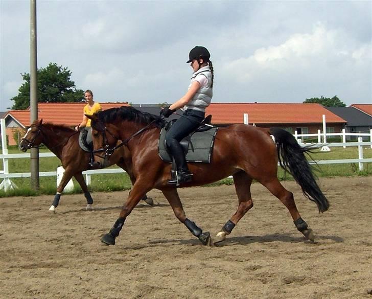 Anden særlig race Villiza RIP - Dressur træning, sommeren 08 billede 17