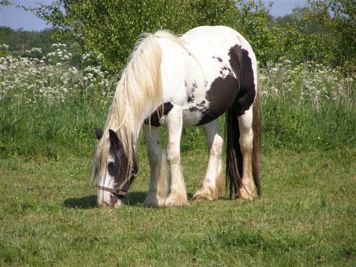 Tinker Vera Solgt billede 1