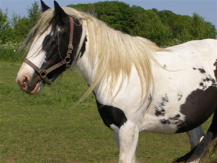 Tinker Vera Solgt billede 3