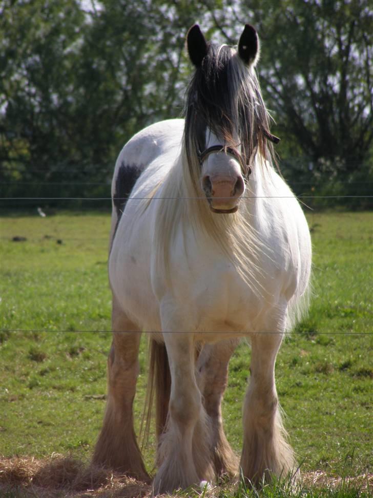 Irish Cob Medusa billede 2