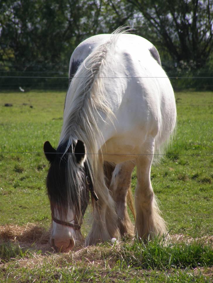 Irish Cob Medusa billede 3