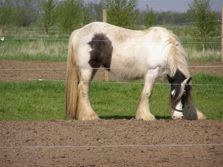 Irish Cob Medusa billede 4