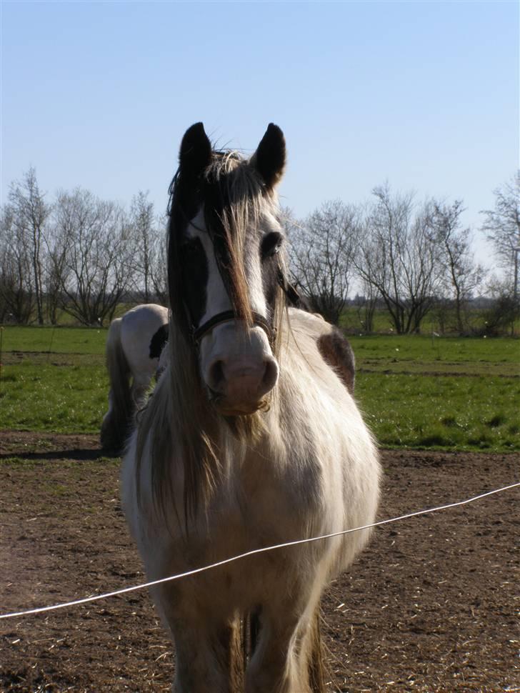 Irish Cob Medusa billede 5