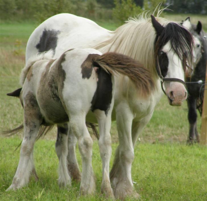 Irish Cob Medusa billede 6