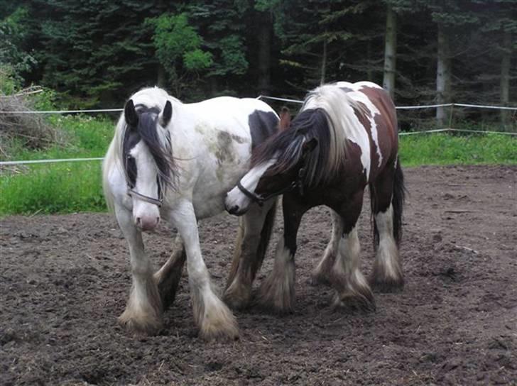 Irish Cob Medusa billede 7