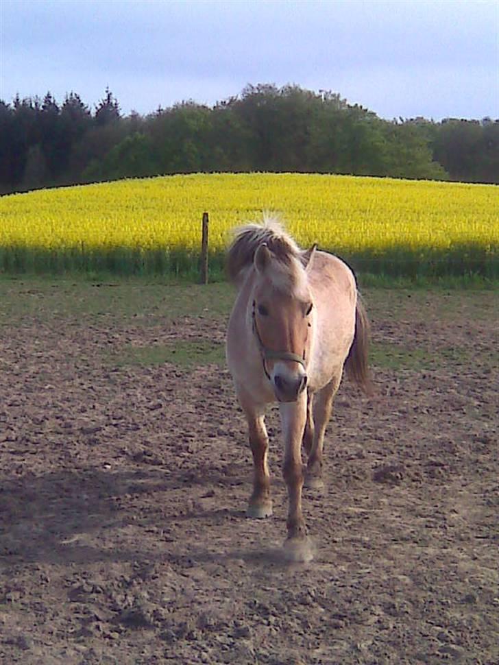 Fjordhest Aske *R.I.P - Himmelhest* - Aske hjemme, ved Rapsmarken.. billede 10