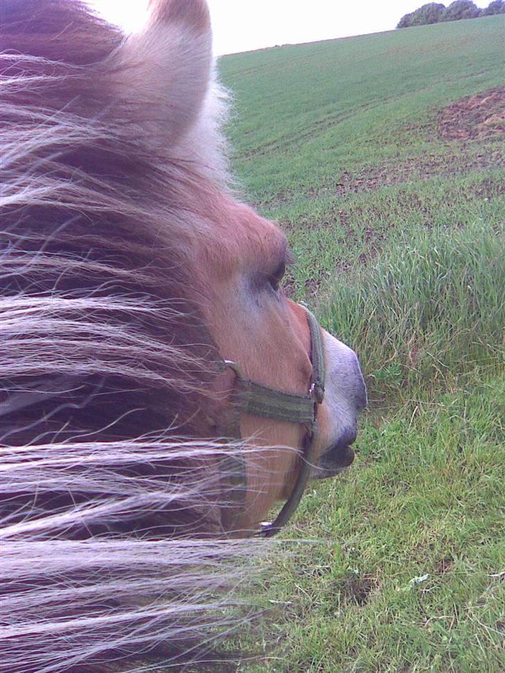 Fjordhest Aske *R.I.P - Himmelhest* - Aske på Sommerfolden (taget fra ryggen uden saddel & hovedtøj, man er vel ikke Westernhest for ingenting). billede 12