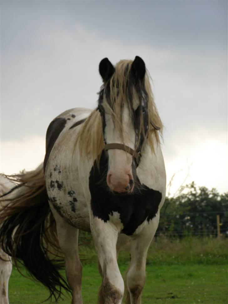 Tinker Vera Solgt billede 6