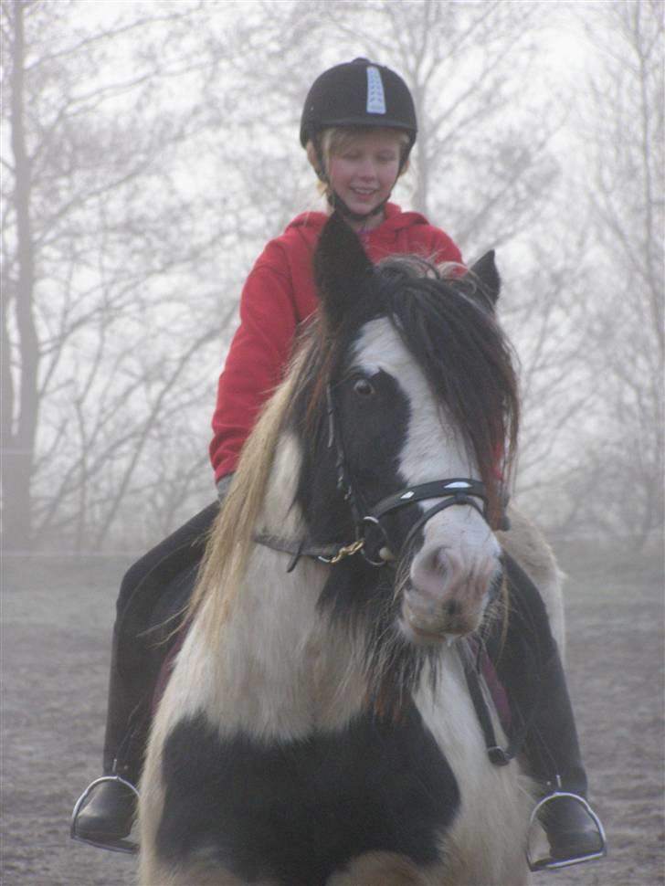 Irish Cob Beer's Paddy billede 5