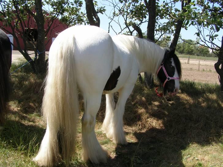 Irish Cob Beer's Paddy billede 6
