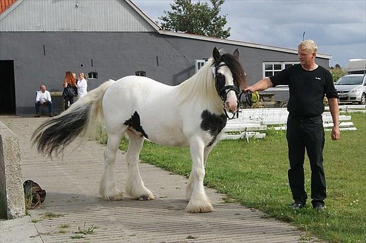 Irish Cob Beer's Paddy billede 8