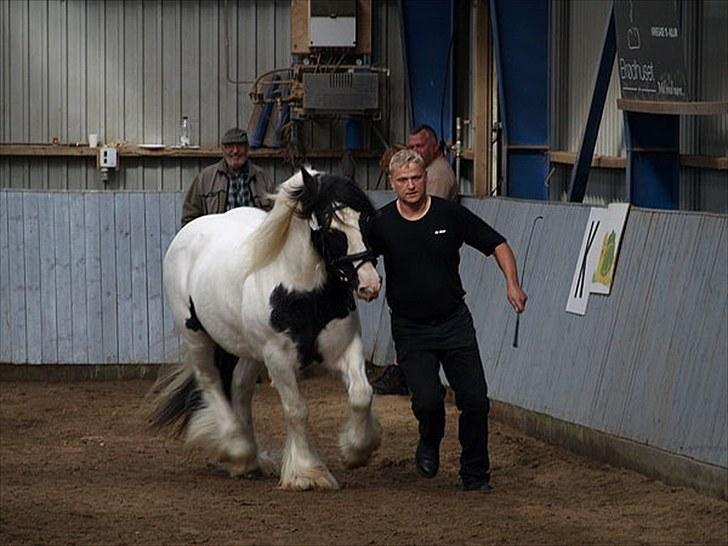 Irish Cob Beer's Paddy billede 9