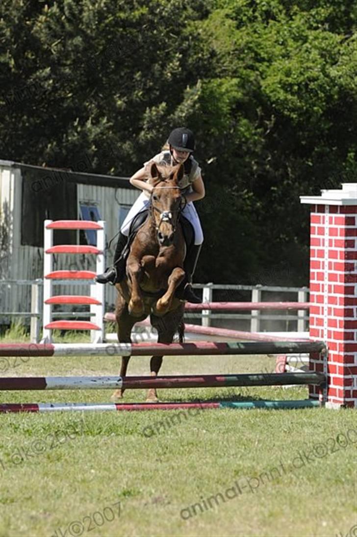 Connemara nelly<33 billede 16