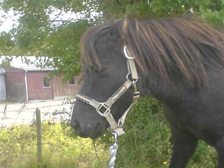 Anden særlig race Tarzan  - alle de minder du har givet mig, vil jeg aldrig få igen.  billede 9