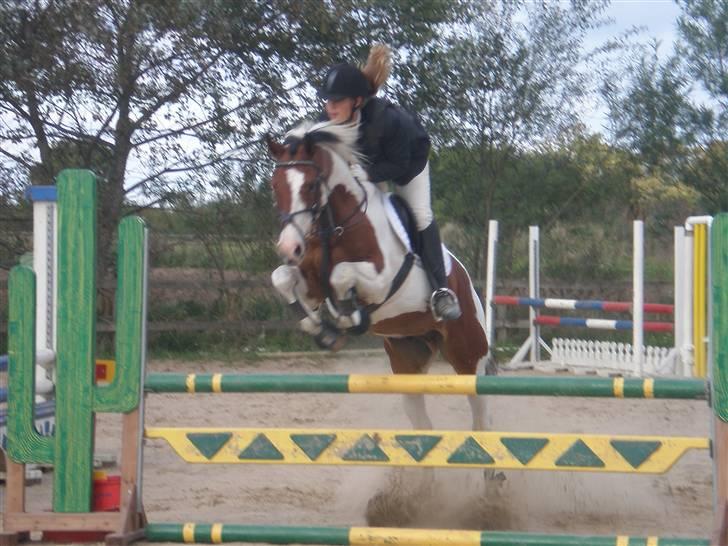 Pinto Falkenhus´s Vivaldi <3  - Klubmesterskab Fak. LD. Foto - Silke. billede 10