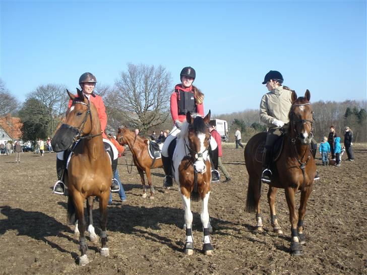 Pinto Falkenhus´s Vivaldi <3  - Så er vi klar til jagt,, XD billede 11