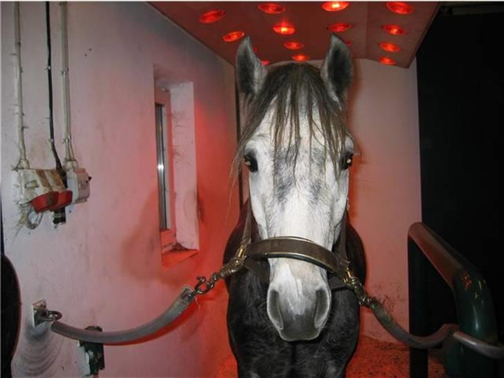 Connemara Hesselbjerggård Safir SOLGT - Min baby, da han var 3 år gammel på York <3 billede 8