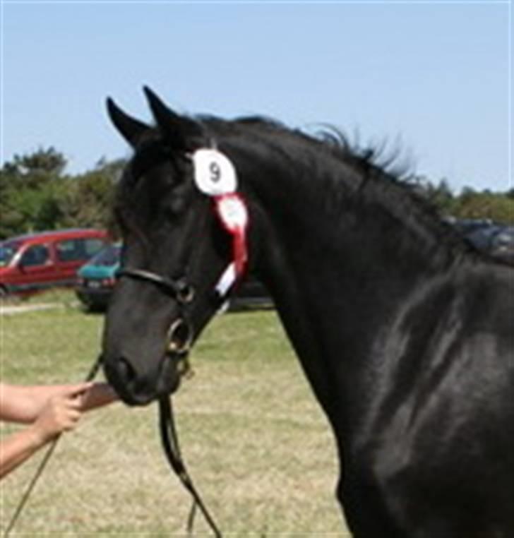 Frieser Teakjen B - SOLGT - Her har Teakjen fået 23 point... billede 11