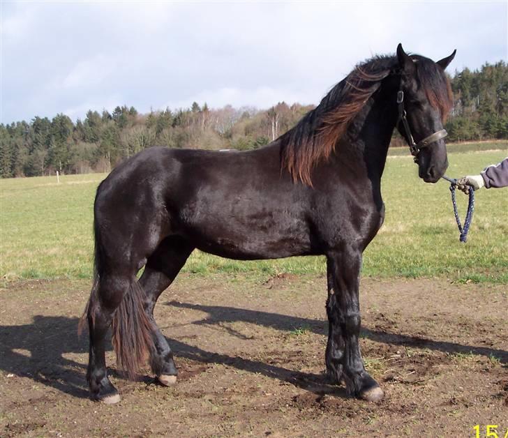 Frieser Teakjen B - SOLGT - Oprangering ved Lemvig Dyrskue 2008 billede 12