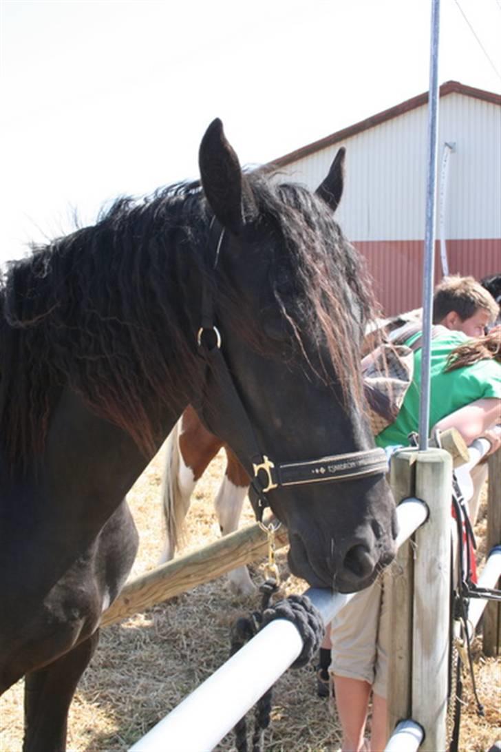 Frieser Teakjen B - SOLGT - Teakjen er meget træt, efter sådan et dyrskue (o: billede 15