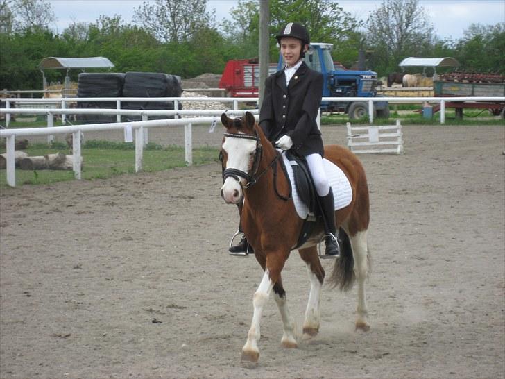Welsh Pony (sec B) Ryttegårdens Bluie billede 15