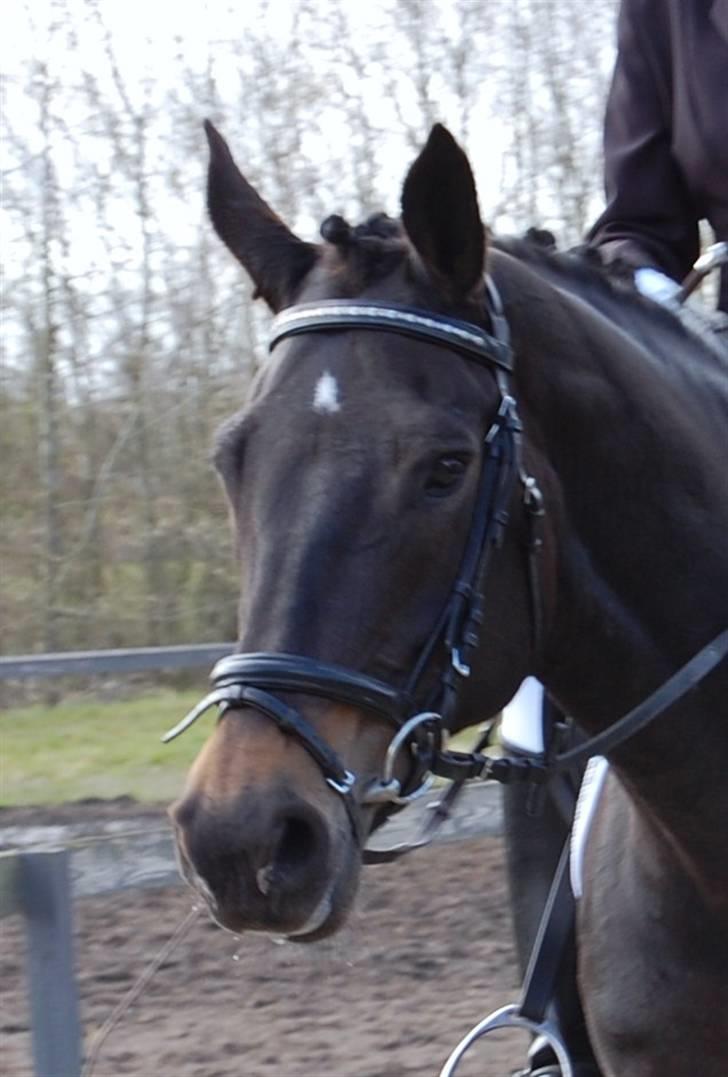 Fransk Halvblod Ines De Fontaine billede 1
