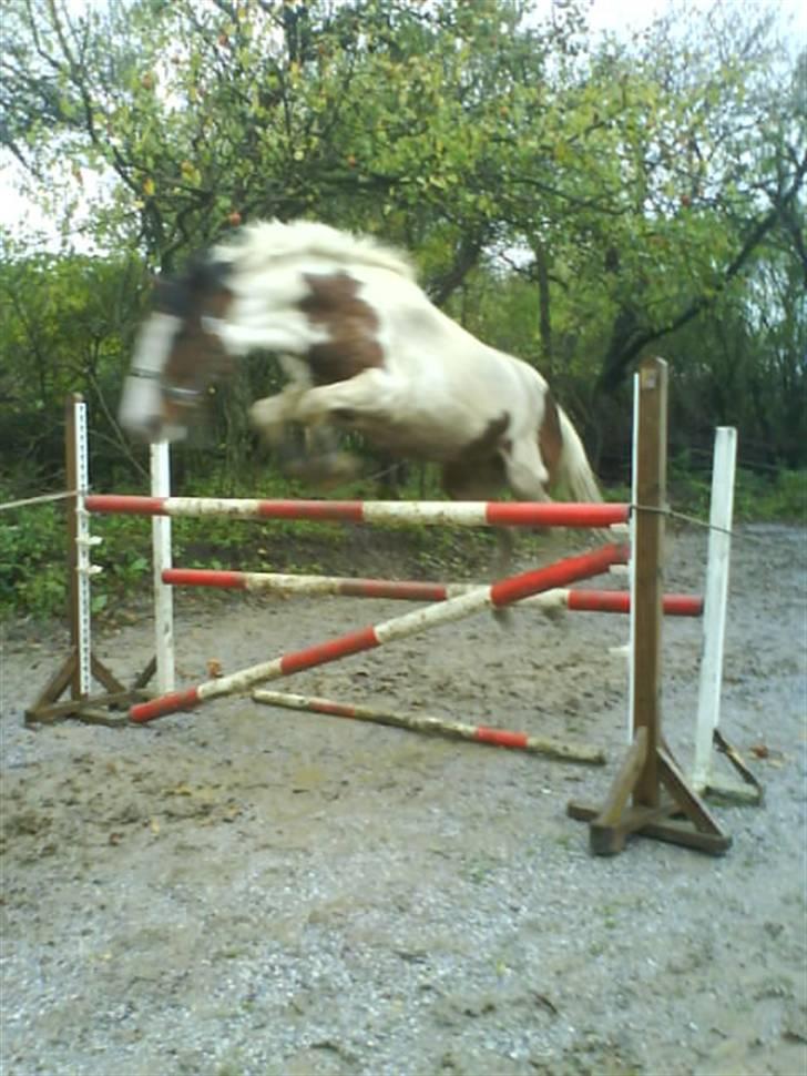 Pinto Bounty  - Bounty springer 127,5 cm. ;b billede 17