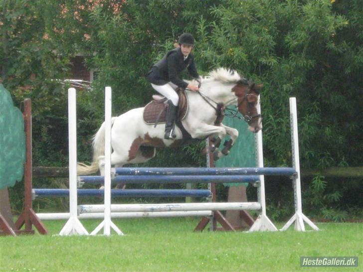 Pinto Bounty  - Springer tribbel i LB :D  billede 18