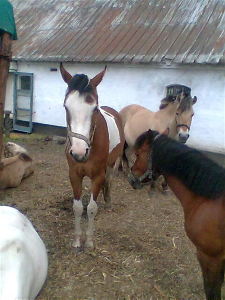 Pinto Julianebjergs Surprise billede 6