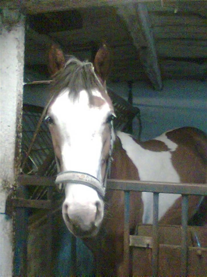 Pinto Julianebjergs Surprise billede 7