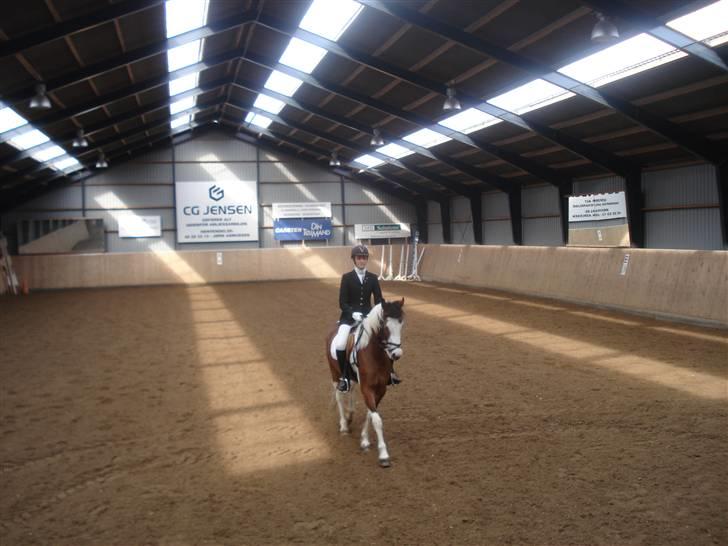 Pinto Julianebjergs Surprise billede 8