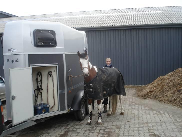 Pinto Julianebjergs Surprise billede 9