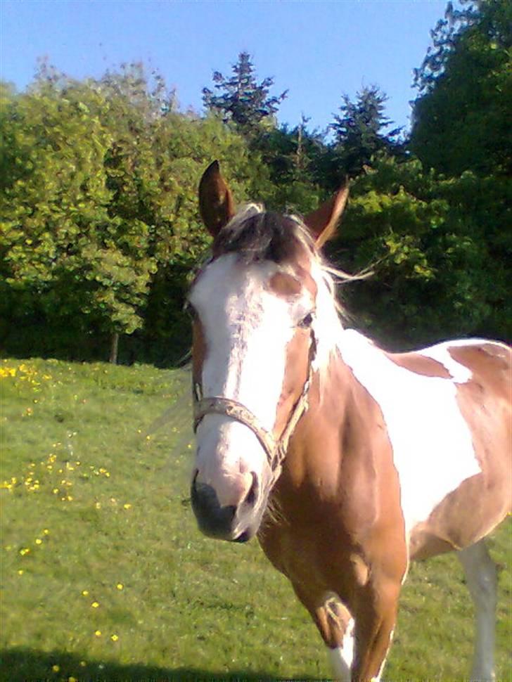 Pinto Julianebjergs Surprise billede 10