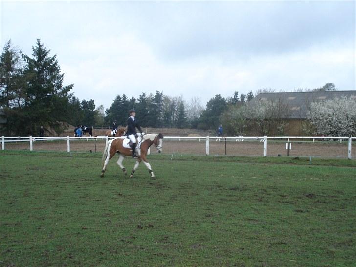 Pinto Julianebjergs Surprise - til stævne i MGR.  billede 11