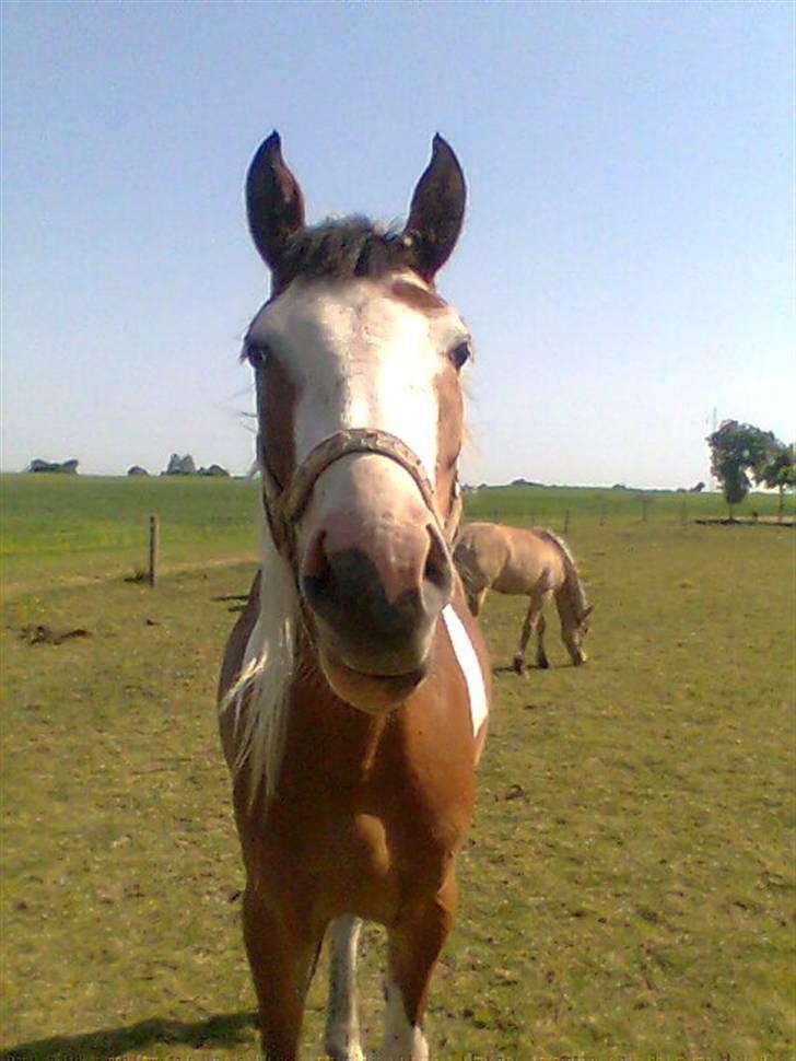 Pinto Julianebjergs Surprise billede 12