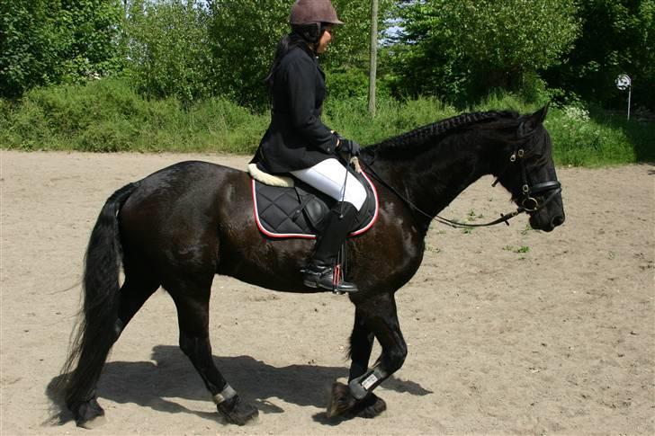 Frieser Dexter af Bjørnskov billede 12