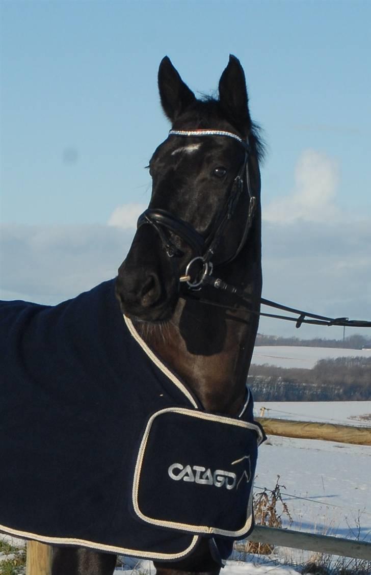 Oldenborg Østrupgård Primus - Velkommen til Primus´s side - kig jer omkring :) billede 1