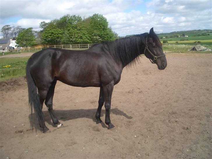 Traver Sæby Black Play (s) billede 12