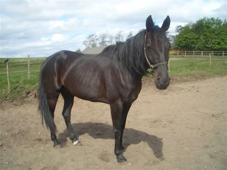 Traver Sæby Black Play (s) billede 13