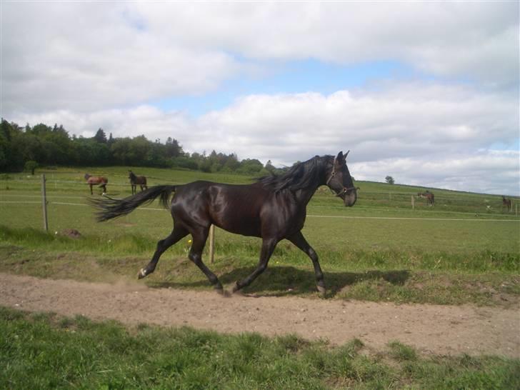 Traver Sæby Black Play (s) billede 14