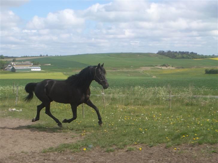 Traver Sæby Black Play (s) billede 15