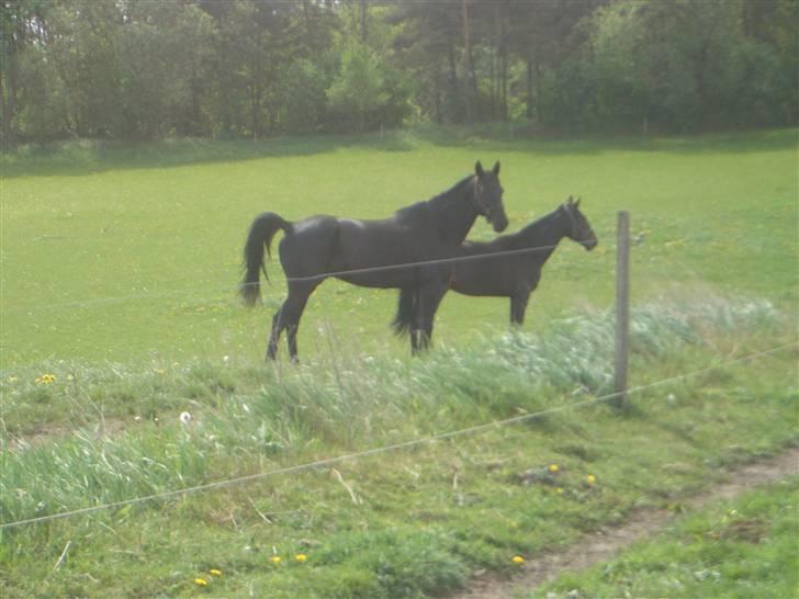 Traver Sæby Black Play (s) billede 16